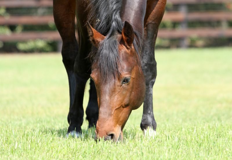 Staroftheshow the latest stakes winner for Vincent