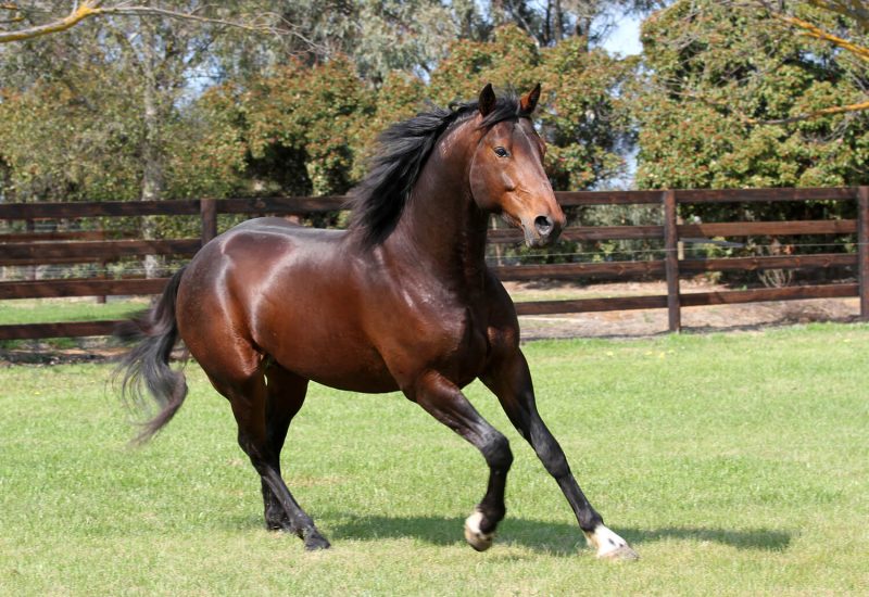 The progeny of Vincent star at the workouts