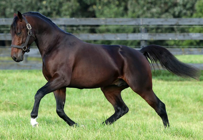 Christmas Shipping Week