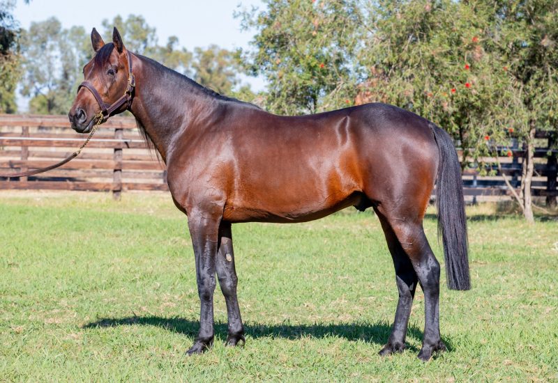 ZENITH STRIDE TO ALABAR AUSTRALIA