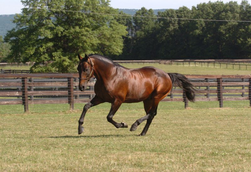 Jawsoflincoln victorious in Golden Nursery